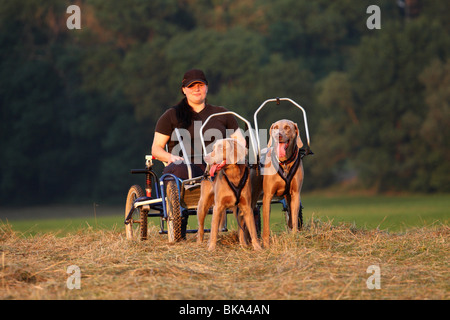 Braque de Sacco-Car Banque D'Images