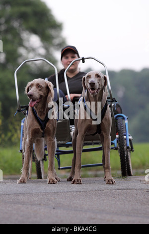 Braque de Sacco-Car Banque D'Images