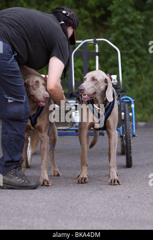 Braque de Sacco-Car Banque D'Images