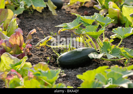 La Courgette (Cucurbita pepo convar. giromontiina 'Black Beauty') Banque D'Images