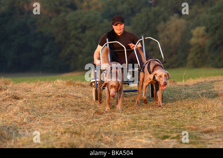 Braque de Sacco-Car Banque D'Images