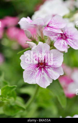 Phlox (Phlox drummondii annuel 'summer showers') Banque D'Images