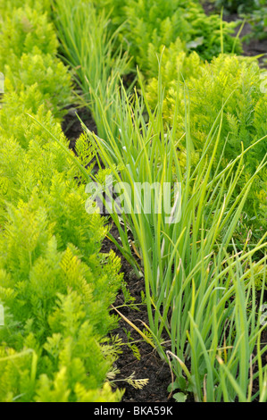 Carotte (Daucus carota subsp. Sativus) et oignon de jardin (Allium cesp) Banque D'Images