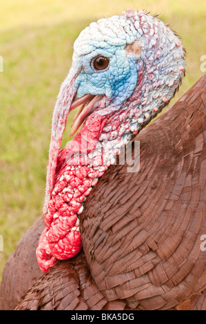 Wild Turkey, Meleagris gallopavo, homme, Custer, Dakota du Sud, USA Banque D'Images