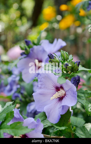 Hibiscus Hibiscus syriacus (commune) Banque D'Images