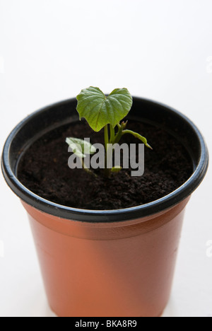 La patate douce (Ipomoea batatas) feuillets. L'étape 3, l'empotage en compost. Banque D'Images