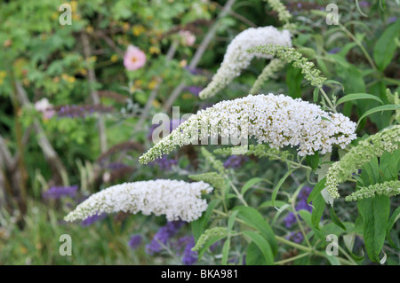 Arbre aux papillons communs (Buddleja davidii 'Black Knight') Banque D'Images