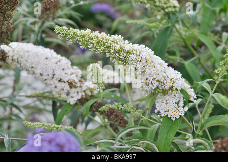 Arbre aux papillons communs (Buddleja davidii 'Black Knight') Banque D'Images