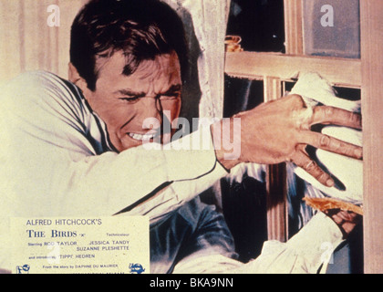 Les OISEAUX -1963 ROD TAYLOR Banque D'Images