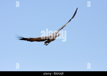 Flying European Crane (Grus grus) Banque D'Images