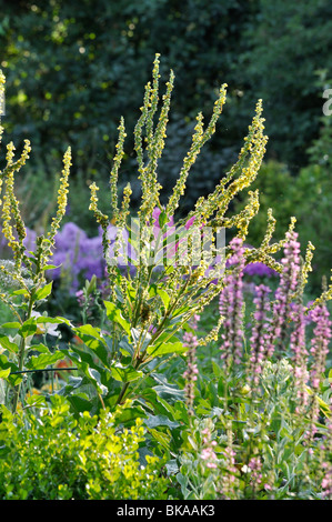 À FEUILLES D'ortie molène (Verbascum chaixii) Banque D'Images