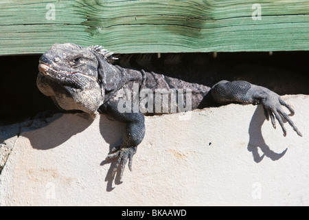 Une tortue iguane abris sous un quai en bois dans une marina sur l'île de Isla Mujeres près de Cancun, Mexique Banque D'Images