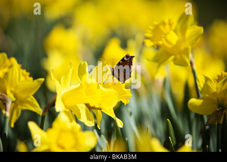 Jonquilles en pleine floraison Banque D'Images