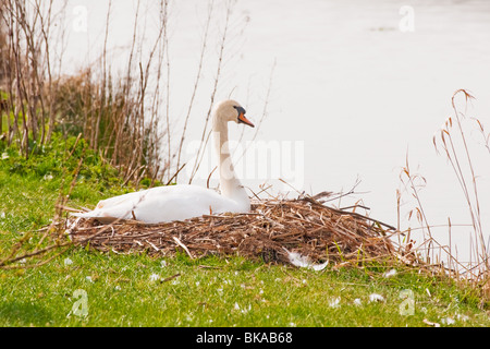 Un cygne couve ses œufs sur son nid le long du Canal, près de Lancaster, Lancashire Wrea Green Banque D'Images