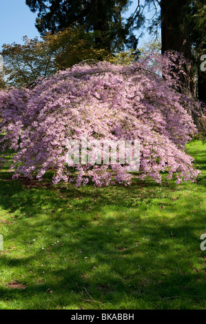 Prunus x subhirtella pendula rubra, cerisier pleureur. Westonbirt Arboretum, Gloucestershire, Angleterre Banque D'Images