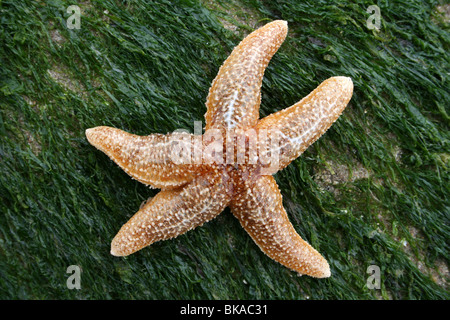 L'Étoile de mer commune Asterias rubens sur Gutweed Enteromorpha sp. Rock couvert à New Brighton, le Wirral, Merseyside, Royaume-Uni Banque D'Images