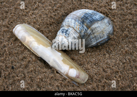 Razorshell et buccin Buccinum undatum commun sur une plage de sable, le Merseyside (Royaume-Uni) Banque D'Images