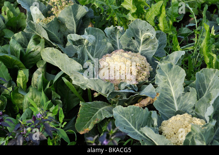 Chou-fleur (Brassica oleracea var. botrytis 'Clapton') Banque D'Images
