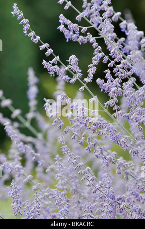 Perovskia atriplicifolia russe (sage) Banque D'Images