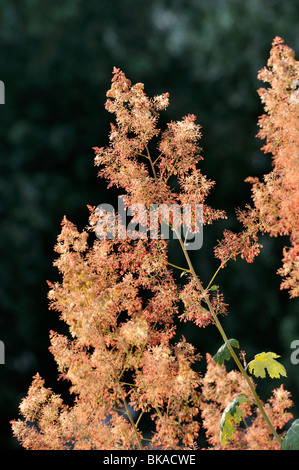 Macleaya cordata panache (pavot) Banque D'Images