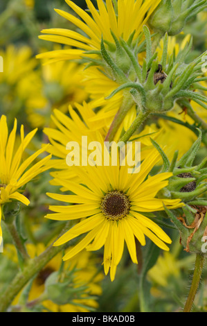 Plante boussole (silphium laciniatum) Banque D'Images