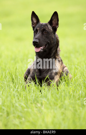 Dutch Shepherd Dog Banque D'Images