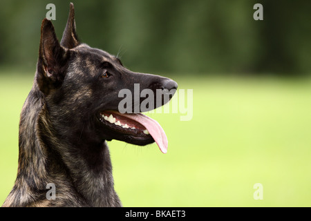 Dutch Shepherd Dog Banque D'Images