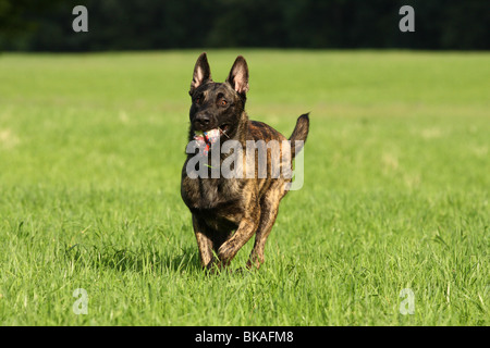 Dutch Shepherd Dog Banque D'Images