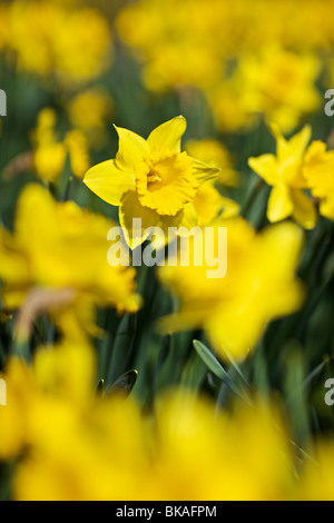 Jonquilles en pleine floraison Banque D'Images