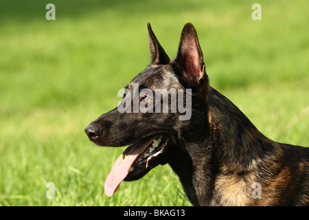 Dutch Shepherd Dog Banque D'Images