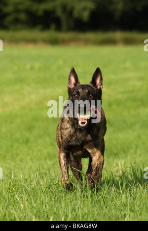 Dutch Shepherd Dog Banque D'Images