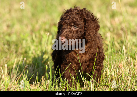 Irish Water Spaniel puppy Banque D'Images