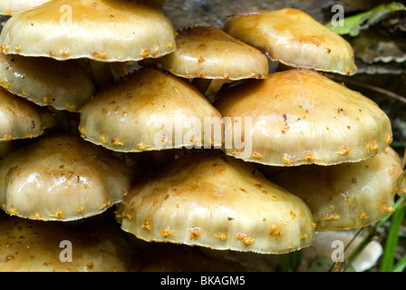 Golden Pholiota sur une Alar. Banque D'Images