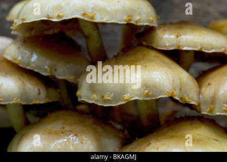 Golden Pholiota sur une Alar. Banque D'Images