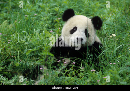 Jeune panda géant, Ailuropoda melanoleuca, parmi les fleurs sauvages, Wolong, Province du Sichuan, Chine, septembre Banque D'Images