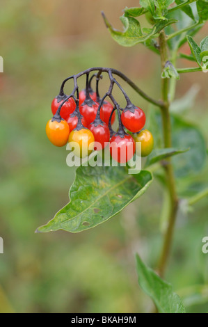 La morelle douce-amère (Solanum dulcamara) Banque D'Images