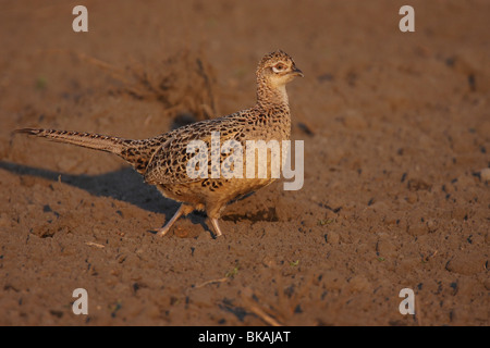 Phasianus colchicus Fasan,,,, le faisan commun Banque D'Images