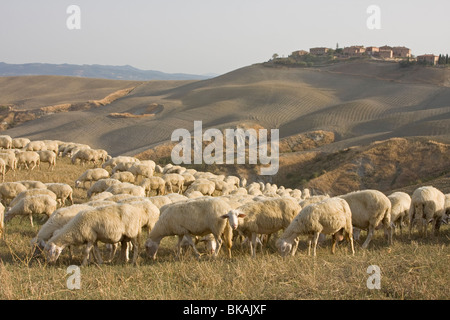 Troupeau de moutons en Toscane, Italie Banque D'Images