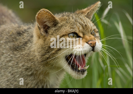 Chat sauvage Felis silvestris snarling Banque D'Images