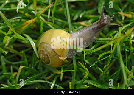 Escargot Cepaea hortensis, rampant à l'aube sur pelouse avec des gouttes d'eau de l'herbe extrudé Banque D'Images