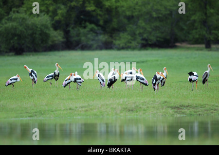 Un troupeau de cigognes (Mycteria leucocephala peint) sur le bord de la cuve Minneriya, Sri Lanka Banque D'Images