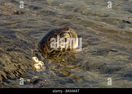 Tortue verte avec les balanes Banque D'Images