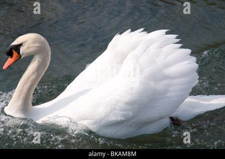 Un homme chasse les intrus swan Banque D'Images