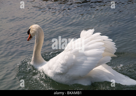 Un homme chasse les intrus swan Banque D'Images