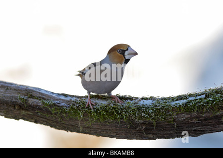 Kernbeißer, Hawfinch, Kernbeiser, Kernbeisser Kirschkernbeißer,Coccothraustes, Banque D'Images