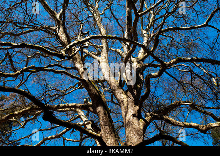 Platanus orientalis, planier oriental en avril. ROYAUME-UNI Banque D'Images