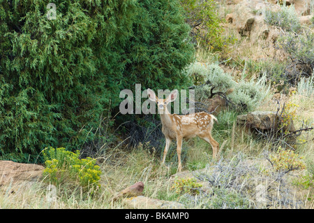 Le cerf mulet fawn près de Mary's Lake dans la région de Estes Park, Colorado - une destination touristique des Montagnes Rocheuses et à l'été Banque D'Images