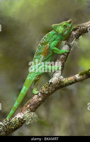 Homme caméléon Calumma parsonii, Parsons, escalade en direction de Parc Mantadia- Andasibe Parc National ou Réserve de Perinet, Madagascar Banque D'Images