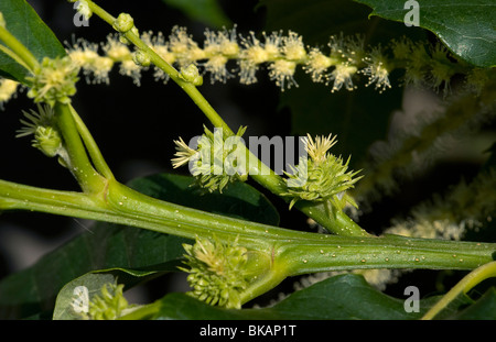 Femelle fleur de châtaignier, Castanea sativa, avec de multiples formes de stigmatisation, la forme à la base d'un châton mâle Banque D'Images