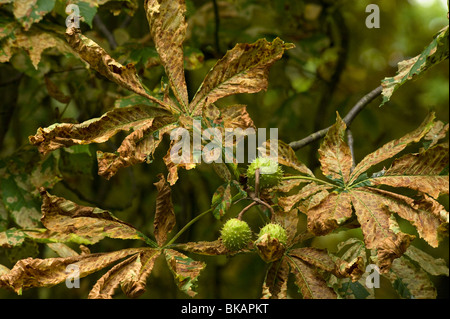 Mineuse Horsechestnut dommages aux feuilles de marronnier Banque D'Images